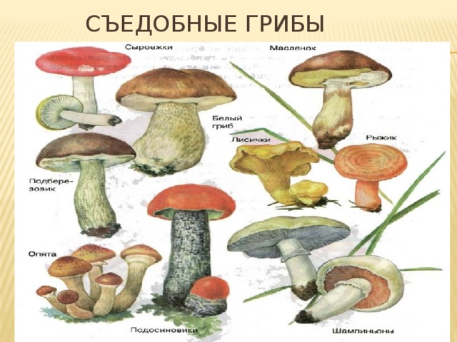  Съедобные грибы 