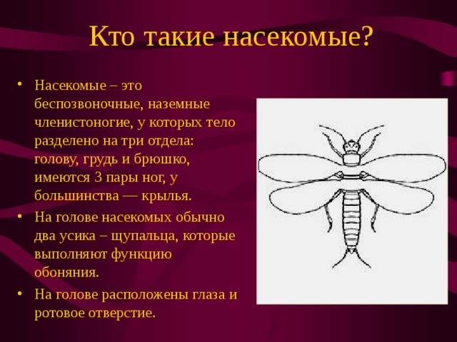Членистоногие тело разделено на. Кто такие насекомые. Деление тела насекомых. Деление тела членистоногих. Внешнее строение насекомых.