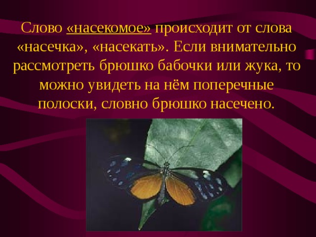 Насекомые текст. Насекомые от слова насечки. Слово насекомые произошло. Слово насекомое произошло от. Насекомое от слова насекать.