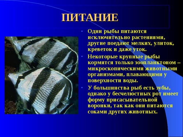 ПИТАНИЕ  Одни рыбы питаются исключительно растениями, другие поедают мелких, улиток, креветок и даже уток. Некоторые крупные рыбы кормятся только зоопланктоном – микроскопическими животными организмами, плавающими у поверхности воды. У большинства рыб есть зубы, однако у бесчелюстных рот имеет форму присасывательной воронки, так как они питаются соками других животных. 