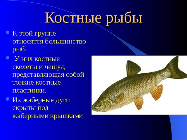 Костные рыбы К этой группе относятся большинство рыб.  У них костные скелеты и чешуя, представляющая собой тонкие костные пластинки. Их жаберные дуги скрыты под жаберными крышками 