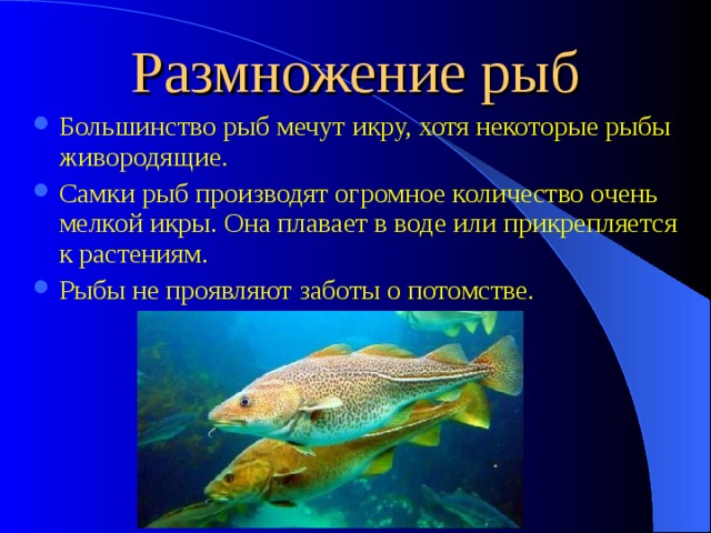 Размножение рыб Большинство рыб мечут икру, хотя некоторые рыбы живородящие. Самки рыб производят огромное количество очень мелкой икры. Она плавает в воде или прикрепляется к растениям. Рыбы не проявляют заботы о потомстве. 