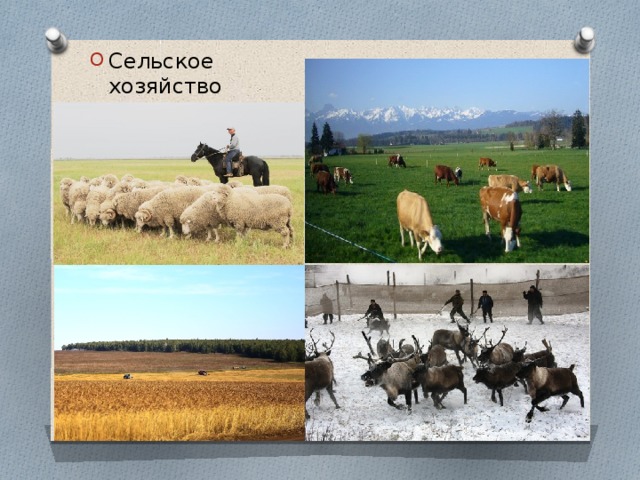 Сельское хозяйство 