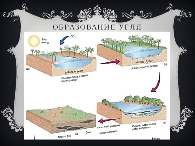 Происхождение угля. Схема образования угля. Образование каменного угля. Этапы образования каменного угля. Процесс формирования каменного угля