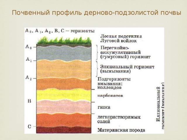 Почвенный профиль дерново-подзолистой почвы 