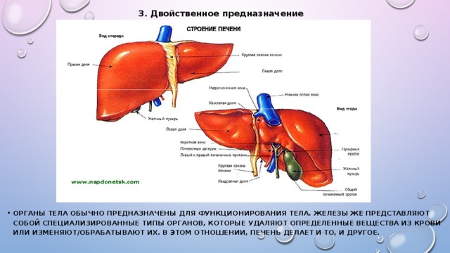 Схема печени человека