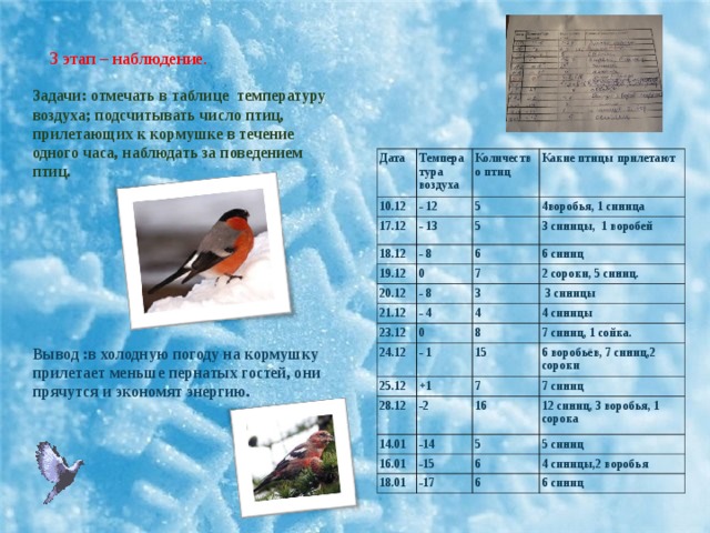 3 этап – наблюдение. Задачи: отмечать в таблице температуру воздуха; подсчитывать число птиц, прилетающих к кормушке в течение одного часа, наблюдать за поведением птиц.  Дата Температура воздуха 10.12 - 12 Количество птиц 17.12 Какие птицы прилетают 5 - 13 18.12 - 8 4воробья, 1 синица 19.12 5 6 3 синицы, 1 воробей 0 20.12 6 синиц - 8 7 21.12 - 4 23.12 3 2 сороки, 5 синиц.  3 синицы 0 4 24.12 4 синицы 8 - 1 25.12 +1 7 синиц, 1 сойка. 28.12 15 7 6 воробьёв, 7 синиц,2 сороки -2 14.01 7 синиц -14 16.01 16 5 12 синиц, 3 воробья, 1 сорока -15 18.01 5 синиц -17 6 4 синицы,2 воробья 6 6 синиц Вывод :в холодную погоду на кормушку прилетает меньше пернатых гостей, они прячутся и экономят энергию.