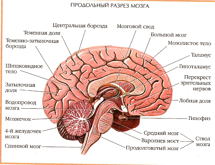 Значение в организме головного мозга. Строение головного мозга сбоку. Сагиттальный разрез головного мозга анатомия. Строение головного мозга человека Сагиттальный разрез. Строение мозга на сагиттальном срезе.