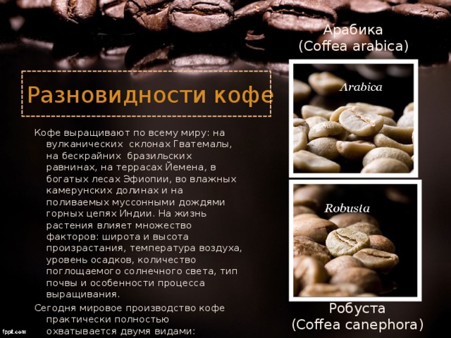 Арабика (Coffea arabica) Разновидности кофе Кофе выращивают по всему миру: на вулканических склонах Гватемалы, на бескрайних бразильских равнинах, на террасах Йемена, в богатых лесах Эфиопии, во влажных камерунских долинах и на поливаемых муссонными дождями горных цепях Индии. На жизнь растения влияет множество факторов: широта и высота произрастания, температура воздуха, уровень осадков, количество поглощаемого солнечного света, тип почвы и особенности процесса выращивания. Сегодня мировое производство кофе практически полностью охватывается двумя видами: Робуста (Coffea canephora) 