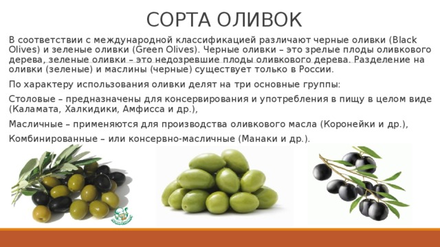 СОРТА ОЛИВОК В соответствии с международной классификацией различают черные оливки (Black Olives) и зеленые оливки (Green Olives). Черные оливки – это зрелые плоды оливкового дерева, зеленые оливки – это недозревшие плоды оливкового дерева. Разделение на оливки (зеленые) и маслины (черные) существует только в России. По характеру использования оливки делят на три основные группы: Столовые – предназначены для консервирования и употребления в пищу в целом виде (Каламата, Халкидики, Амфисса и др.), Масличные – применяются для производства оливкового масла (Коронейки и др.), Комбинированные – или консервно-масличные (Манаки и др.). 