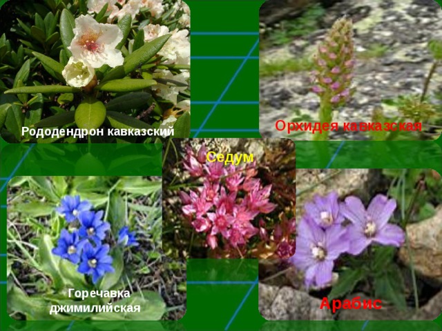 Орхидея кавказская  Рододендрон кавказский Седум Горечавка джимилийская Арабис 