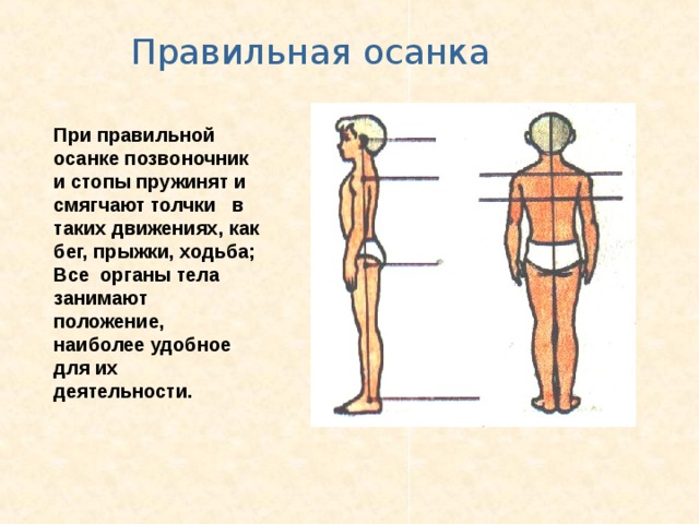 Позвоночник и осанка