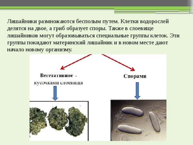 Размножение лишайников фото