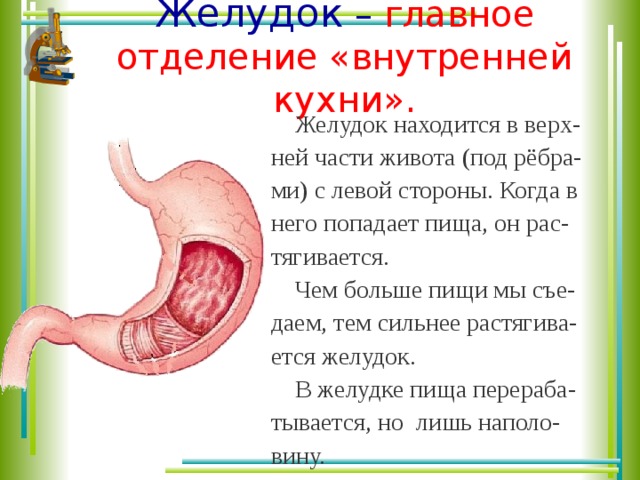 Желудок анатомия презентация