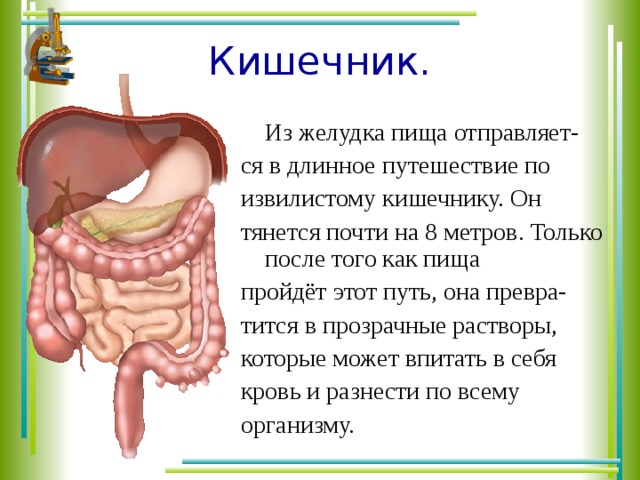 Какой орган похож на длинный извилистый коридор