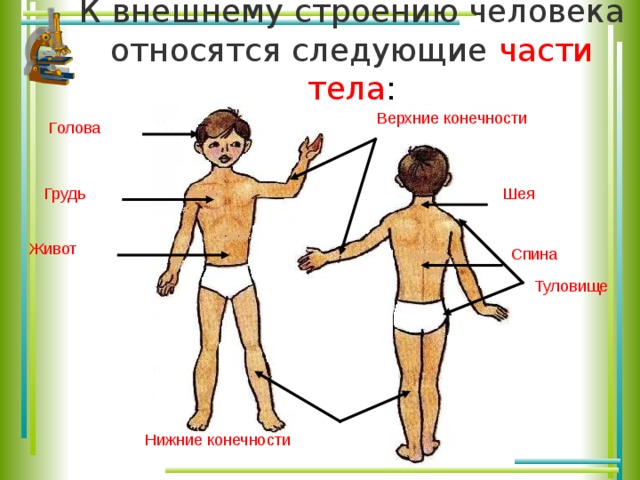 3 внешних человека. Строение человека части тела. Строение человека внешнее строение. Внешнее строение человека 4 класс. Части тела человека голова шея туловище конечности.