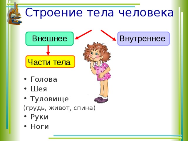 Технологическая карта урока окружающий мир 3 класс организм человека