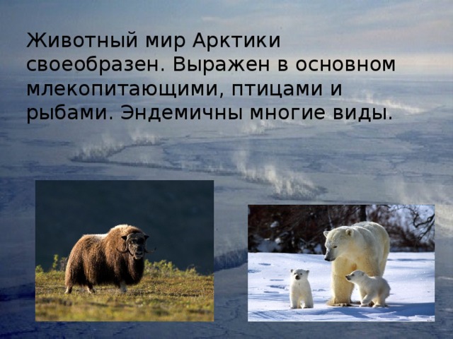 Животный мир Арктики своеобразен. Выражен в основном млекопитающими, птицами и рыбами. Эндемичны многие виды. 