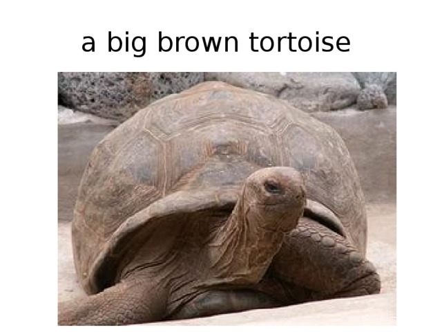 a big brown tortoise 