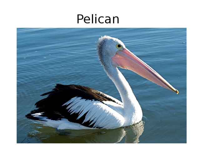 Pelican 