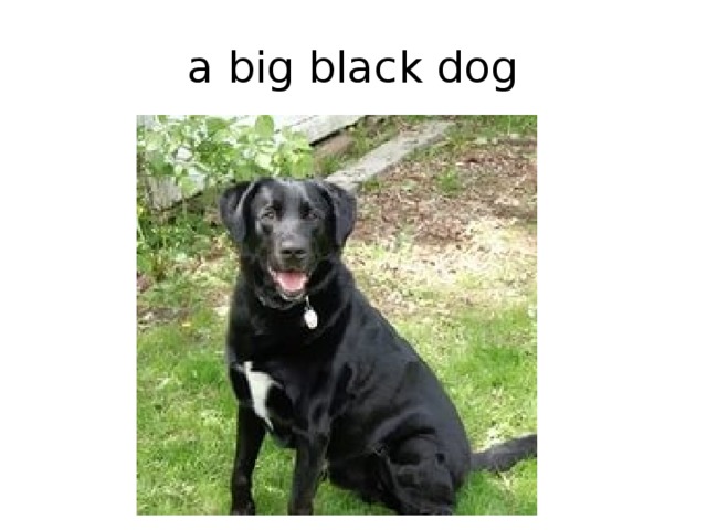 a big black dog 