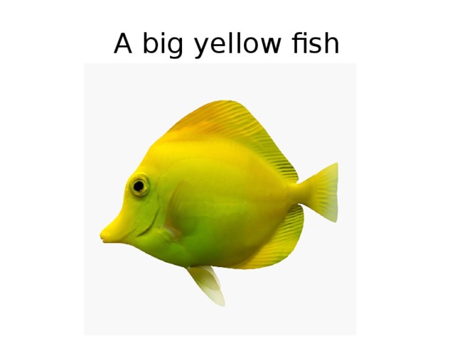 A big yellow fish 