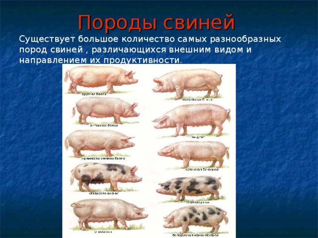 Породы свиней Существует большое количество самых разнообразных пород свиней , различающихся внешним видом и направлением их продуктивности. 