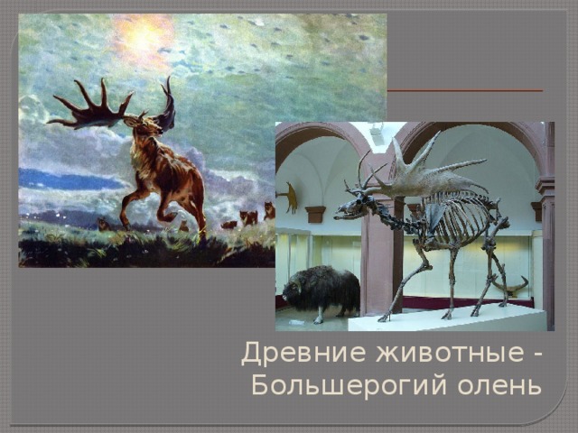  Древние животные - Большерогий олень 