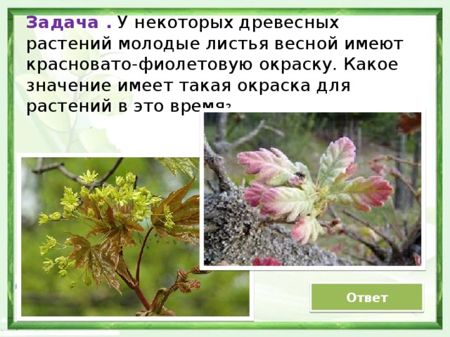 Задача .  У некоторых древесных растений молодые листья весной имеют красновато-фиолетовую окраску. Какое значение имеет такая окраска для растений в это время ? Ответ 
