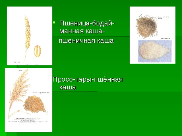 Пшеница-бодай-манная каша-  пшеничная каша Просо-тары-пшённая каша 