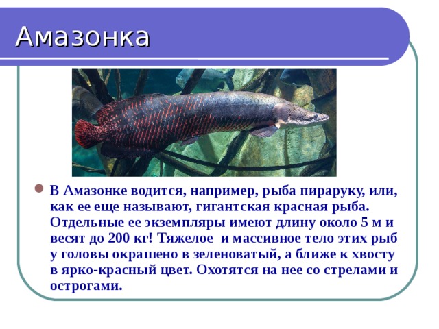 Амазонка В Амазонке водится, например, рыба пираруку, или, как ее еще называют, гигантская красная рыба. Отдельные ее экземпляры имеют длину около 5 м и весят до 200 кг! Тяжелое и массивное тело этих рыб у головы окрашено в зеленоватый, а ближе к хвосту в ярко-красный цвет. Охотятся на нее со стрелами и острогами. 