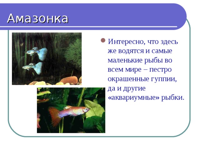 Амазонка Интересно, что здесь же водятся и самые маленькие рыбы во всем мире – пестро окрашенные гуппии, да и другие «аквариумные» рыбки. 