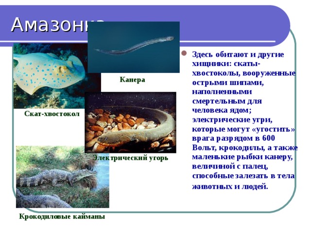 Амазонка Здесь обитают и другие хищники: скаты-хвостоколы, вооруженные острыми шипами, наполненными смертельным для человека ядом; электрические угри, которые могут «угостить» врага разрядом в 600 Вольт, крокодилы, а также маленькие рыбки канеру, величиной с палец, способные залезать в тела животных и людей . Канера Скат-хвостокол Электрический угорь Крокодиловые кайманы 