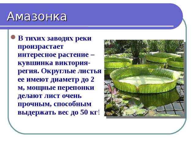 Амазонка В тихих заводях реки произрастает интересное растение – кувшинка виктория-регия. Округлые листья ее имеют диаметр до 2 м, мощные перепонки делают лист очень прочным, способным выдержать вес до 50 кг ! 