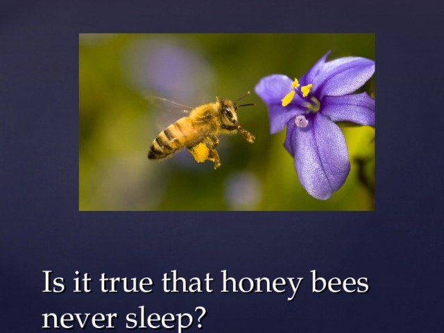 Is it true that honey bees never sleep? 