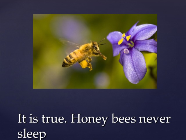It is true. Honey bees never sleep 