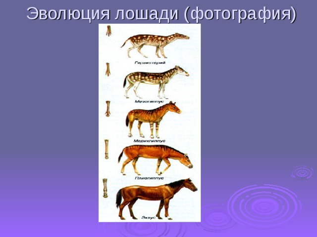 Эволюция лошади (фотография) 