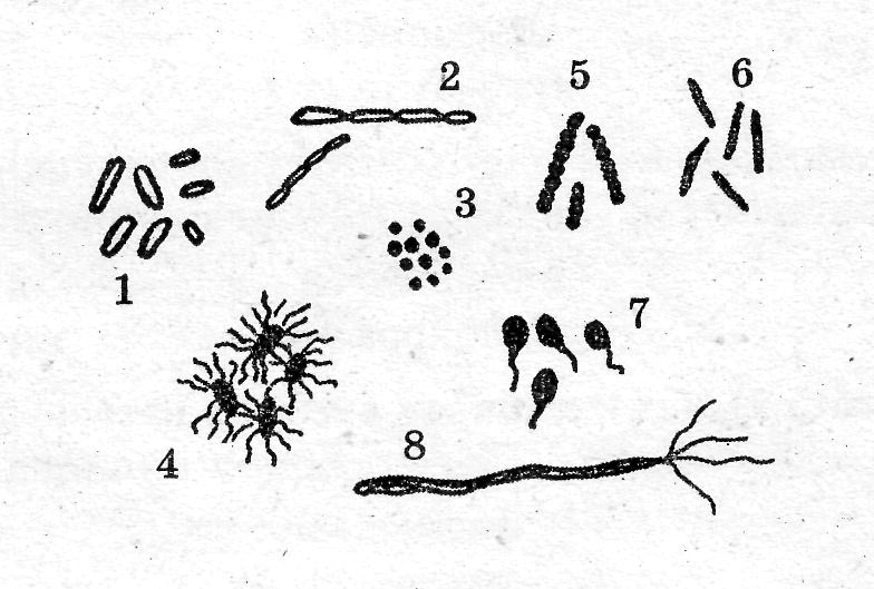 Бактерия рисунок по биологии
