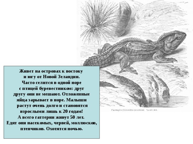 Живет на островах к востоку и югу от Новой Зеландии.  Часто селится в одной норе с птицей буревестником: друг  другу они не мешают. Отложенные яйца зарывает в норе. Малыши  растут очень долго и становятся  взрослыми лишь к 20 годам! А всего гаттерии живут 50 лет. Едят они насекомых, червей, моллюсков,  птенчиков. Охотятся ночью. 