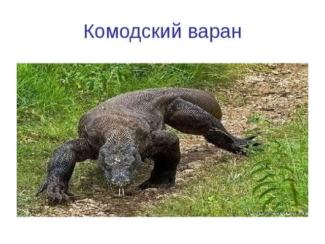 Комодский варан 