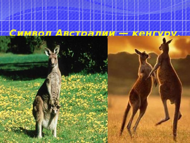 Символ Австралии — кенгуру . 