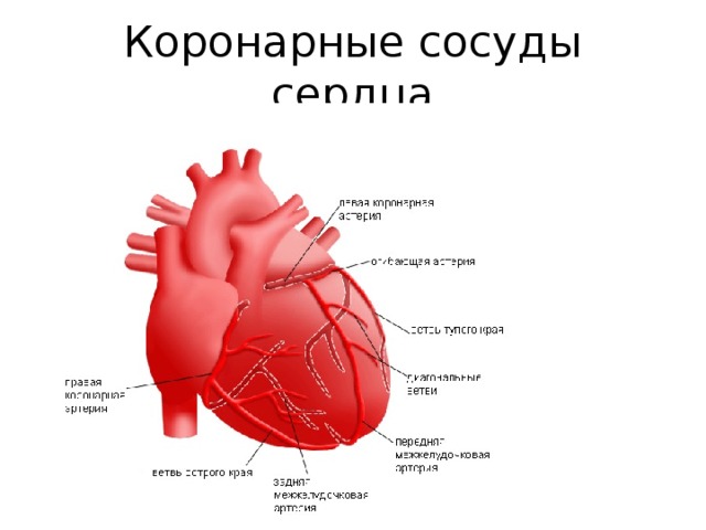 Сосуды сердца 8 класс