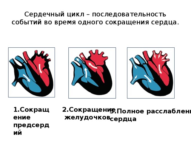 Сердечный порядок. Цикл сердечной деятельности схема. Схема последовательности фаз сердечного цикла. Схема сокращения сердца. Полный сердечный цикл.