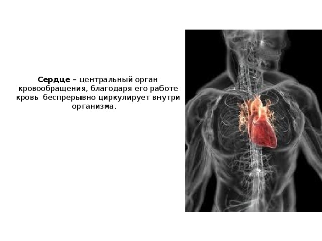 Сердечный центр. Центральный орган кровообращения. Сердце Центральный орган кровообращения. Сердце Центральный орган кровообращения благодарю его.