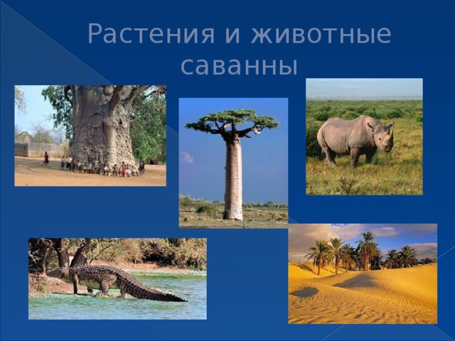 Растения и животные саванны 