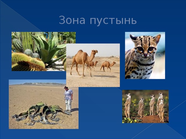 Зона пустынь 