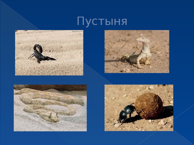 Пустыня 