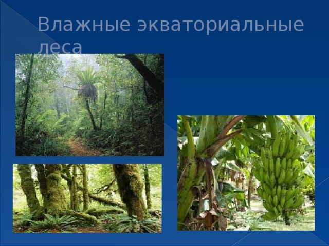 Влажные экваториальные леса 