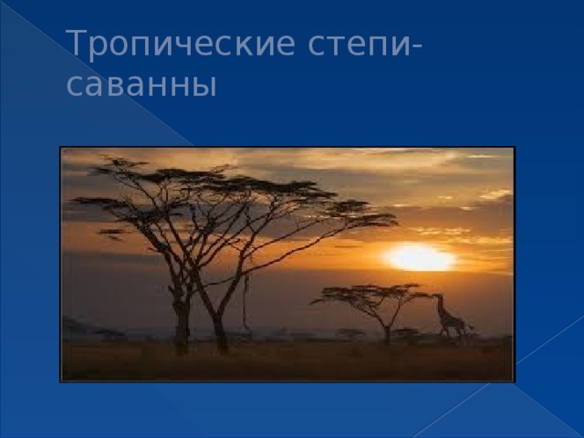 Тропические степи- саванны 