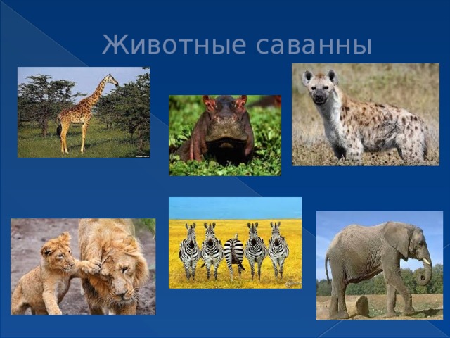 Животные саванны 